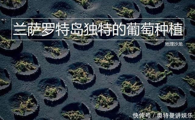 种在|西班牙的兰萨罗特岛,为什么葡萄都种在由半圈石环围成的圆坑中?
