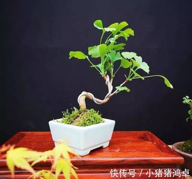 保平安|聪明人爱养这八种“守家树”,护宅吉祥保平安,养好了都是传家宝