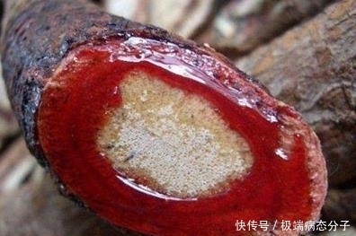流血|男子野外砍树，竟发现树在“流血”！尝了一口他恍然大悟