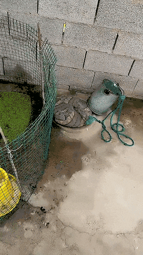 活鸡|搞笑GIF：厨师世家的孩子，从小就练爆炒活鸡