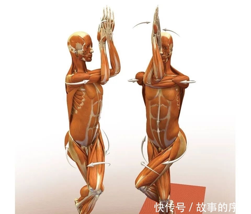  正位|28个常见瑜伽体式解剖图，正位、发力一目了然（收藏级！）