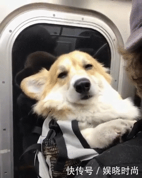 地铁|带狗上地铁会发生什么事情?狗子:我可爱了,也被撸秃了