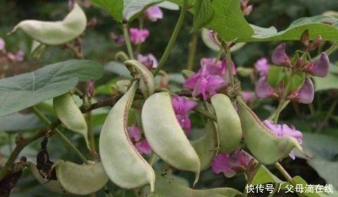 女性|爱美女性常吃3种食物,美容养颜,淡化色斑,燃烧脂肪,减少血脂