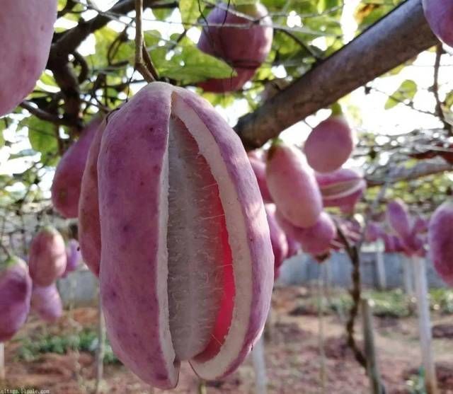 城里人|这种野味叫“土香蕉”,城里人吃不到,农村遍地都是,你吃过吗