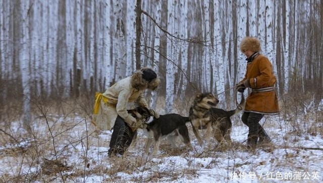  山东细犬|奇特的本土狗，不止有田园犬，藏獒和这几种比起来都不算什么