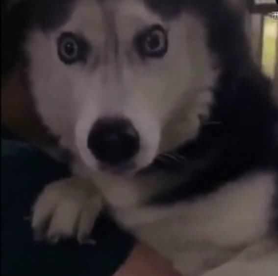  主人|带着哈士奇遛弯，碰到一只母狗后，二哈的表情亮了