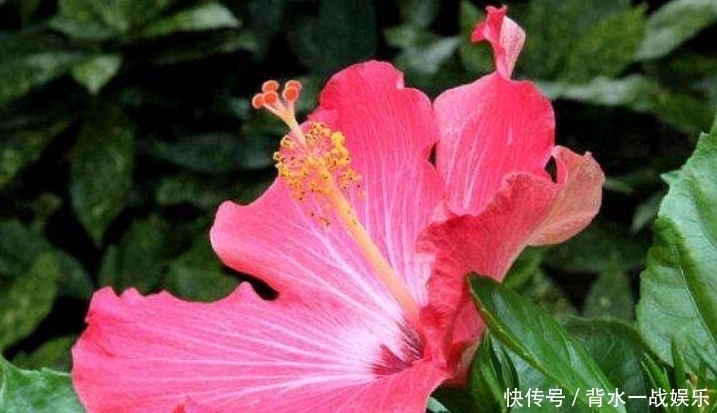  紫气东来|恭喜3生肖近期紫气东来，财运旺喜事多，日子事业红红火火