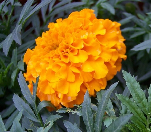 医药|此花具有很高的医药价值，花朵金灿灿、黄澄澄，代表了离别的悲伤