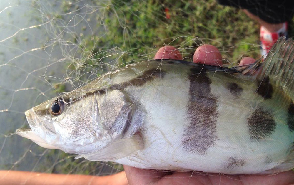 古时|古时被誉为“天上龙肉”,臭了也是一大美味,如今野生几乎绝迹