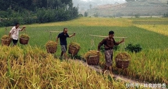 合作|我国进口泰国大米遇涨价,柬埔寨寻求合作,中方继续从泰国进口