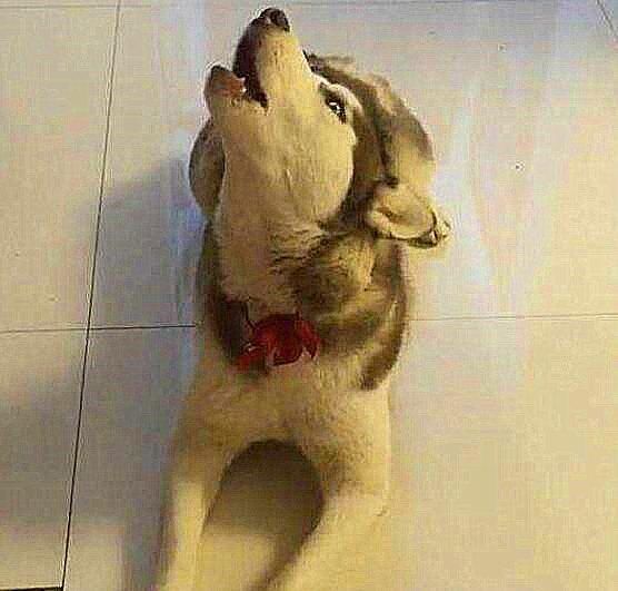  嚎叫|为何狗狗有时会像狼那样嚎叫