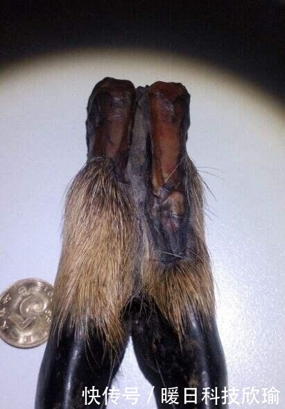  手串|黑驴蹄子手串? 甭管什么！盘它！