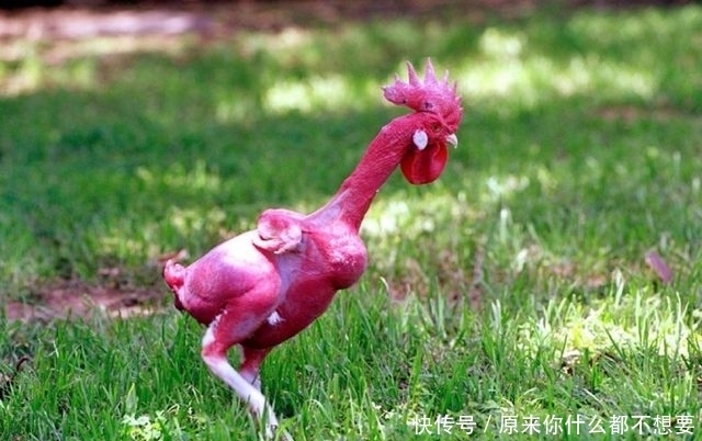 研究|以色列研究出不带毛的鸡,吃起来很方便,但有一个大缺陷!