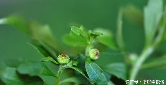 一大|农村里一大害草，却是民间治“鼻炎”良药，人称“鹅不食草”