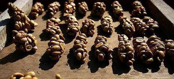 食材|世界上价格最贵的7种食材,最后一种中国才有,你吃过哪一种?