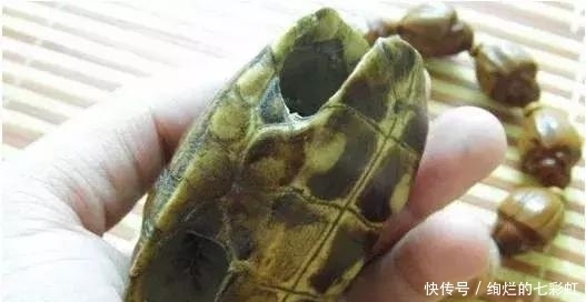 乌龟|文玩人“盘”活乌龟,还能“挂瓷”你能接受吗?
