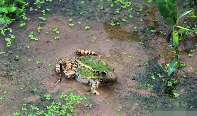 农村|农村十大野味,吃过一半的都是大神,第一名现在都吃不到了!