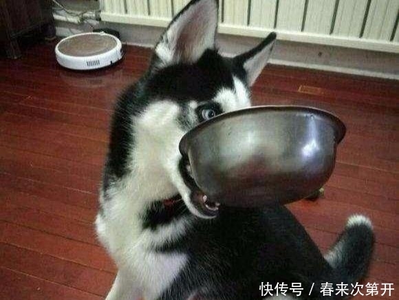  吸引|哈士奇众所周知的几个“优势”，哪点吸引了你