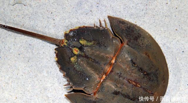 丑陋|6种“外表丑陋”却十分鲜美的海鲜,看看你吃过几种