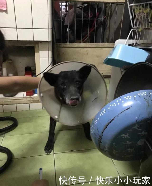  发狂|“第一猛犬”发狂咬土狗32秒，5岁女孩赤手空拳阻止，场面惊心