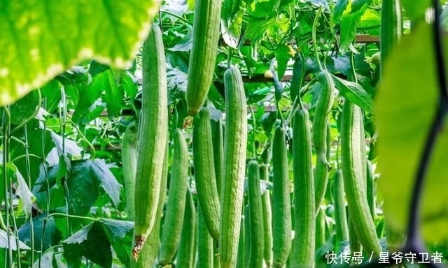 还要|在家种个菜都这么美,还要什么花园?