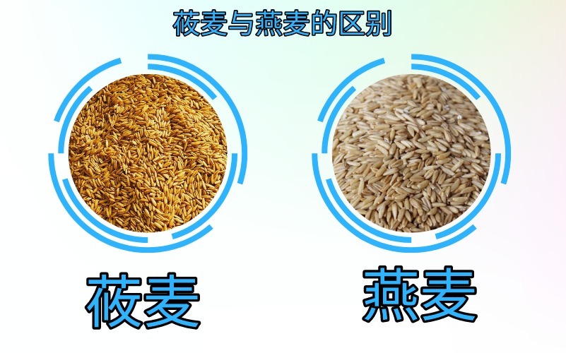  区别|莜麦与燕麦质量标准的区别，产品加工应用，水分含量及影响