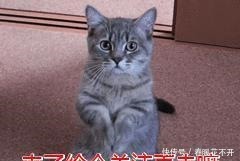 秘密|拉布拉多犬“舔人”的秘密,你还不知道吧!