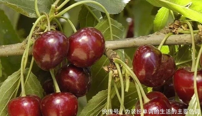 品种|适合在家院子里栽种的几种果树,一定会有你喜欢的品种