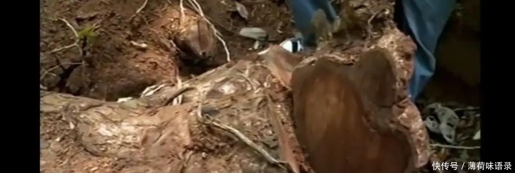  隐秘|“隐秘的角落”，藏匿着罪恶的地狱