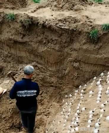 院子|老汉在院子里“种”上千瓶白酒,声称以后能发财,专家给出建议