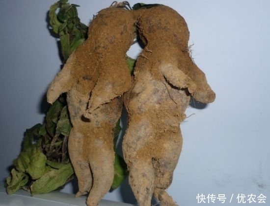 价值|七旬老人上山，挖到6斤“土疙瘩”，药铺：600年药龄价值百万