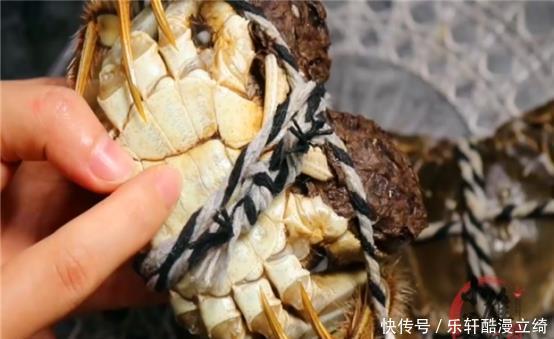 正确|蒸螃蟹时,很多人第一步就错了,教你正确做法,螃蟹不断腿不流黄