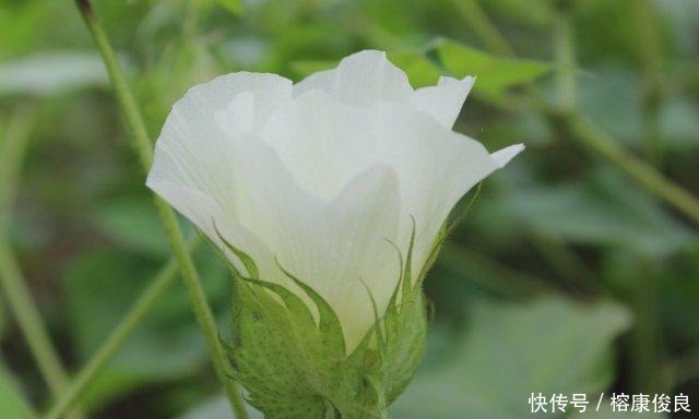 尊敬|孝道中的孝敬和孝顺