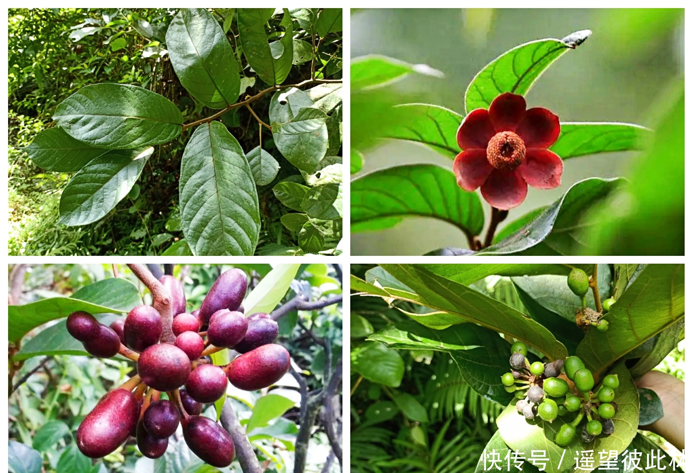 制作|农村1种叫酒饼婆的植物,可用来制作酒曲,也是小时候常吃的野果