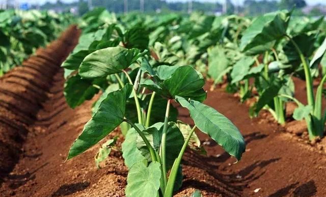 供品|供品荔浦芋头,粉糯细密,乾隆皇帝爱不释口