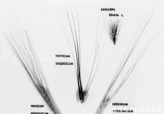  执着|啃最硬的面包打最硬的仗，欧洲人对硬面包的执着从何而来？