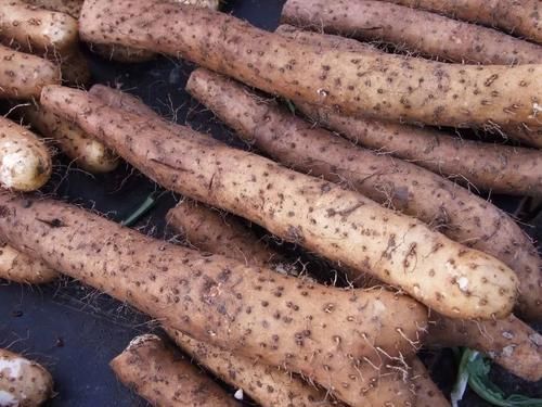 特别|山药吃对是“补药”,吃错是“火药”,尤其这4类人,特别要小心