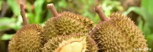 泰国人|国人最爱的爆口榴莲，泰国人却一律不吃，这是为什么？