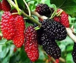 桑葚|桑葚不能乱洗,只需多加这一步,脏东西虫卵自动跑出来