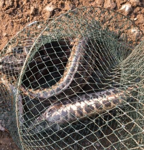 男子|长江黑鱼泛滥男子长江边钓鱼发现大量黑鱼聚集,网友令人担忧