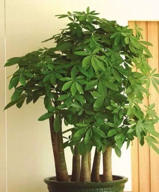 发光|给发财树喷一点小玩意,叶子翠绿发光,新芽新枝条蹭蹭冒!