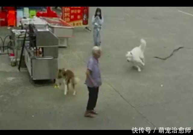  老人|老人被狗绳绊倒去世，12岁女孩遛狗是主因，我们还需要多少教训？