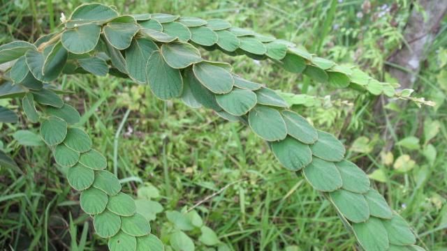 叶片|无需修剪还漂亮，根茎也要70元一斤，却常年荒在山坡，无人问津