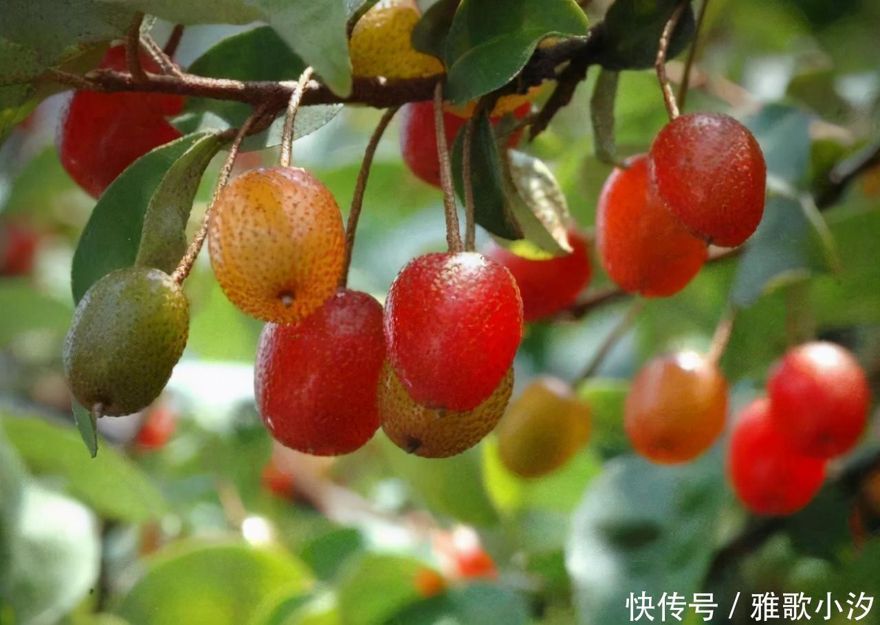 小时候|秋天,漫山遍野都是小时候吃过的“野味”,你还认得几种?