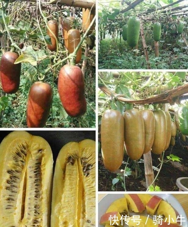 女子|女子看到有人街头卖火腿肠,前去询问价钱,老板却告知是水果