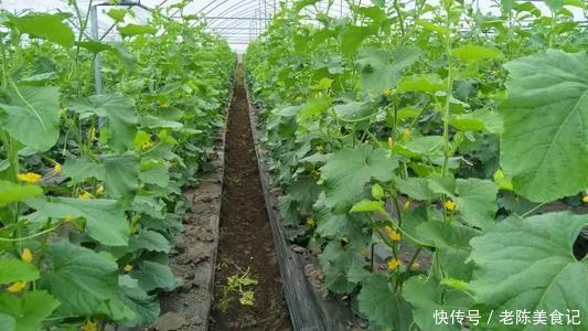 蔬菜|孩子喜欢吃水果,蔬菜几乎不吃,水果真的能代替蔬菜吗