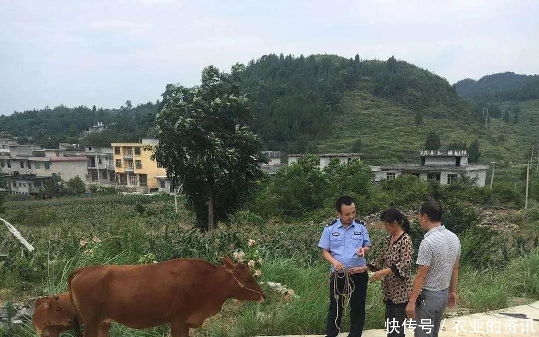 找回|急群众之所急,派出所民警迅速为群众找回丢失耕牛