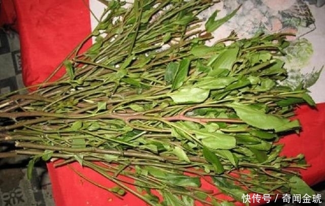 小心|新型毒品,形似苋菜,大家要小心提防