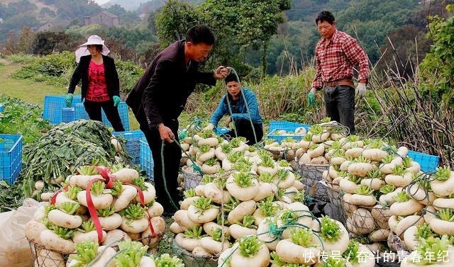 萝卜|常被误以为是萝卜的它，种植超2000年，成我国出口名菜