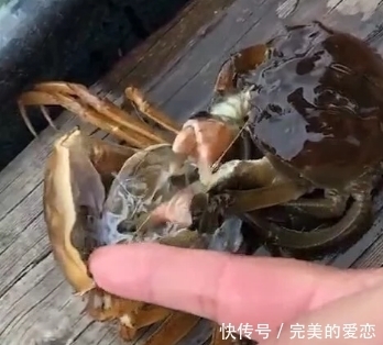 隔天|小伙买螃蟹回家，放置一晚准备隔天再煮，结果小伙却直言可惜了